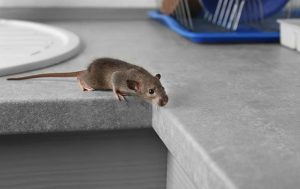 cara mengusir tikus tanpa membunuh