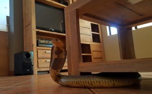 cara mengusir ular kobra
